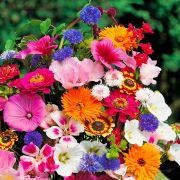 Frischblumen