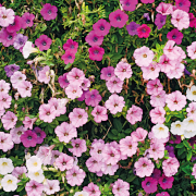 Frisch-Blumen