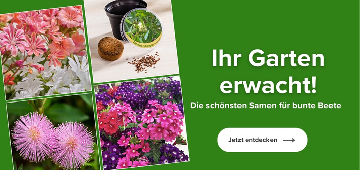 Die schönsten Samen für bunte Beete