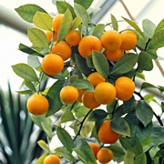 Obst anpflanzen