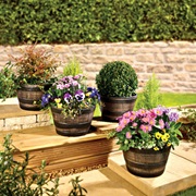 Blumen & Beete