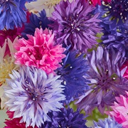 Frischblumen & Samen