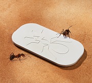 Insektenschutz